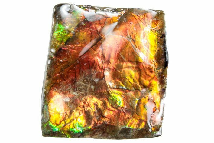 Iridescent Ammolite (Fossil Ammonite Shell) - Alberta #258306